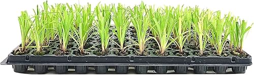 Planta de papiro enano 3 plantas vivas Cyperus Shade & Wet Tolerant Aquatic Follage