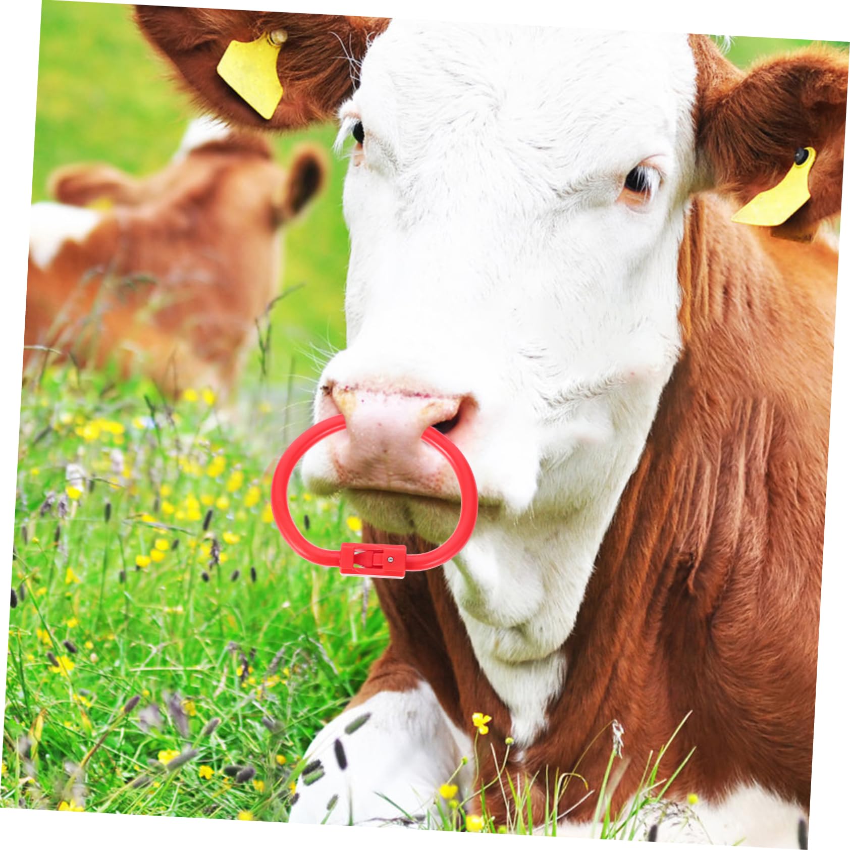 Abaodam Cow Nose Plug Livestock Rings Cattle Nose Ring Plier Easy to Install for Cattle Management