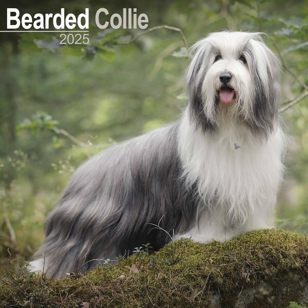 Bearded Collie 2025 Square Wall Calendar | Dog Breed Calendar