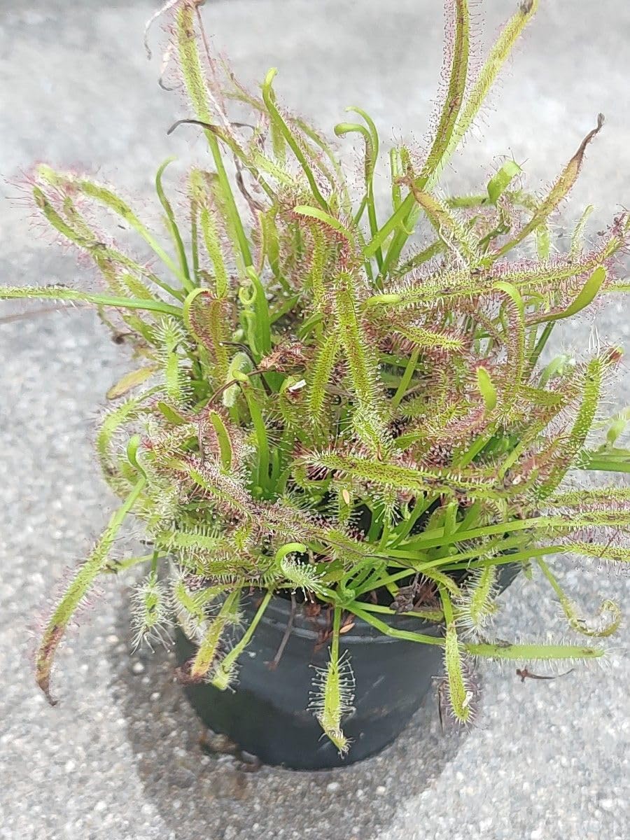 Amazon｜食虫植物 モウセンゴケ （ドロセラカペンシス）｜観葉植物