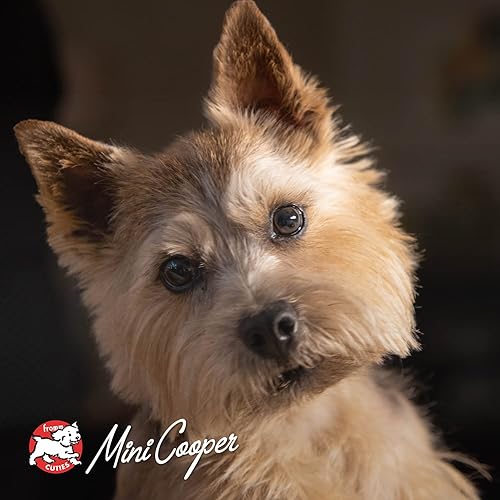 Miniatura 8 de Fromm Comida para perros con paté de pollo y pato - Comida húmeda prémium para perros - Receta de pollo - Caja de 12 latas