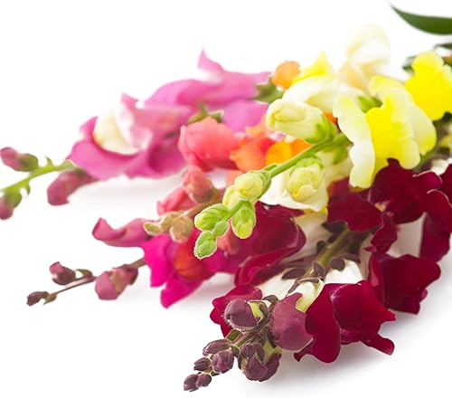 Miniatura 6 de Park Seed Semillas de Snapdragon Night and Day, paquete de 100 semillas