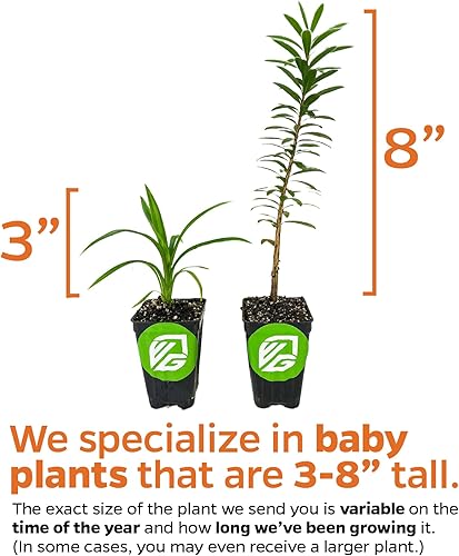 Miniatura 3 de Planta viva de árbol de jacarandá mimosifolia de flores moradas