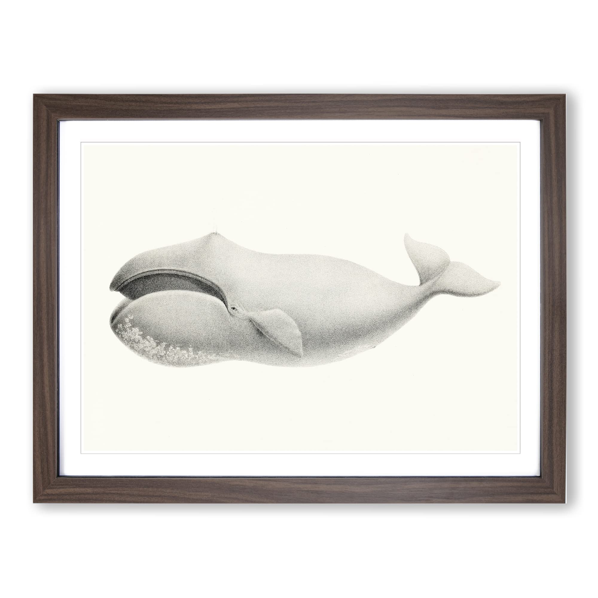 Bowhead Whale By C.M. Scammon Vintage Framed Wall Art Print, Ready to Hang Picture for Living Room Bedroom Home Office Décor