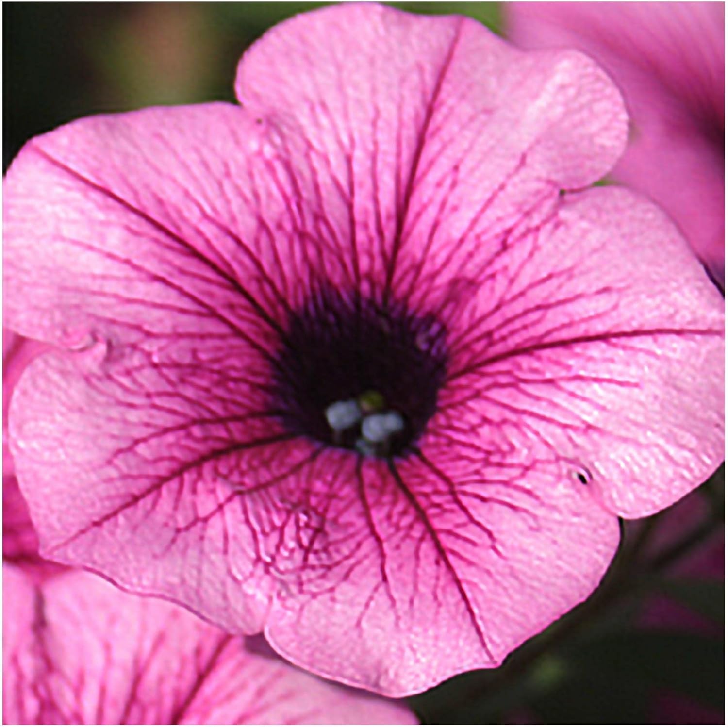 Petunia Surfinia Pink Vien 5 Starter Plants .Fantastic for Hanging