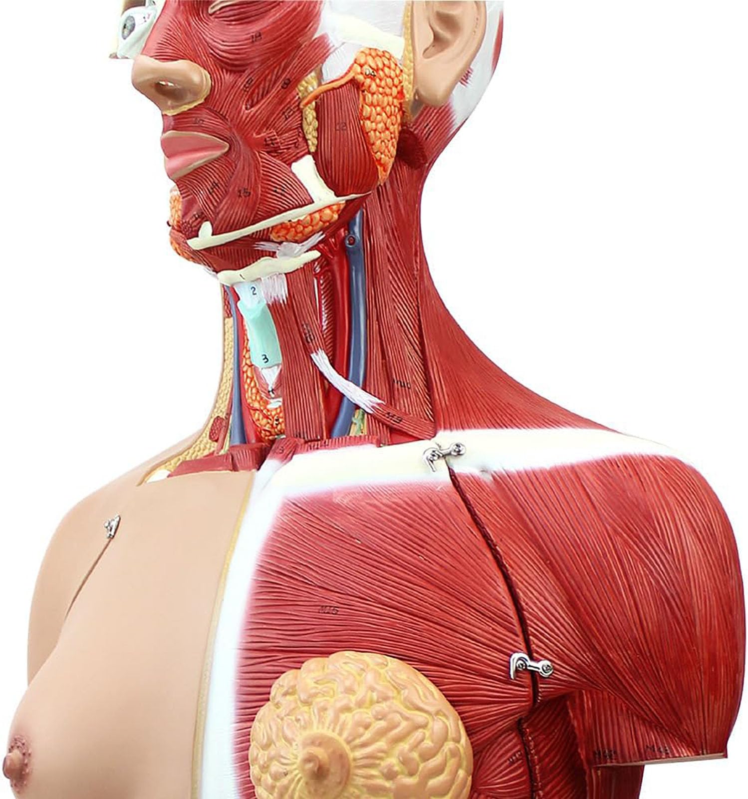 Dwupłciowy model tułowia człowieka, 85 cm, naturalnej wielkości model ciała z 29 wyjmowanymi organami ludzkimi, anatomiczny model szkieletu do szkolnej edukacji medycznej