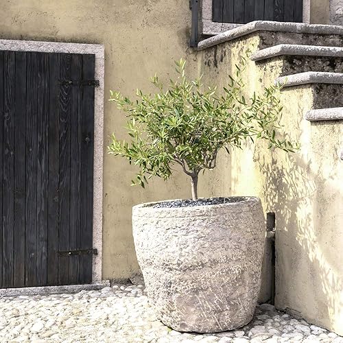 Miniatura 7 de Perfect Plants Planta viva de oliva arbequina, 2-3 pies, incluye guía de cuidado