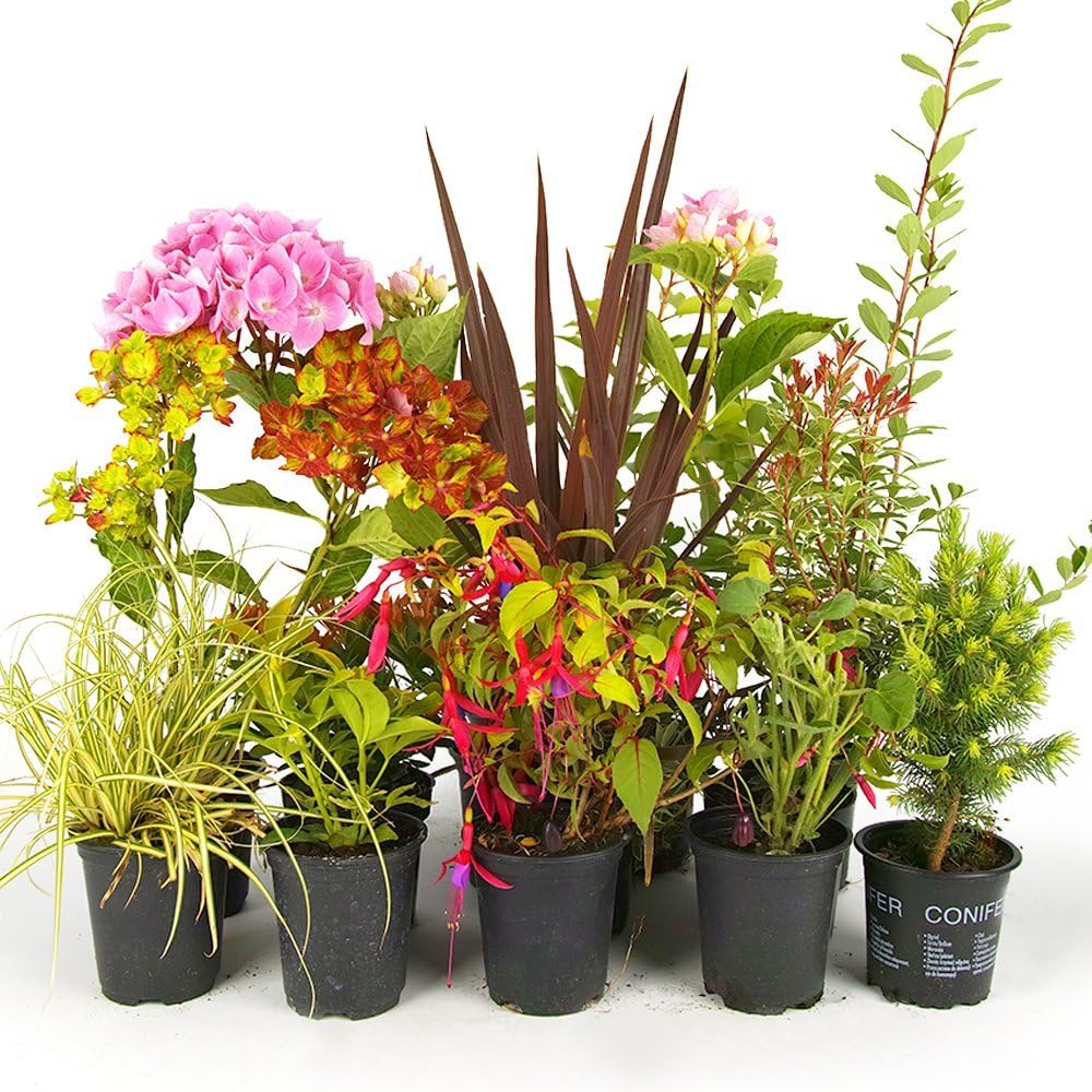 GardenersDream 5 x Mixed Garden Plant Collection in Pot - Natural Garden Ready Herbaceous Outdoor Plants - All Year Round Climbers Plants for Gardens - Ornamental Grasses (20-60cm)