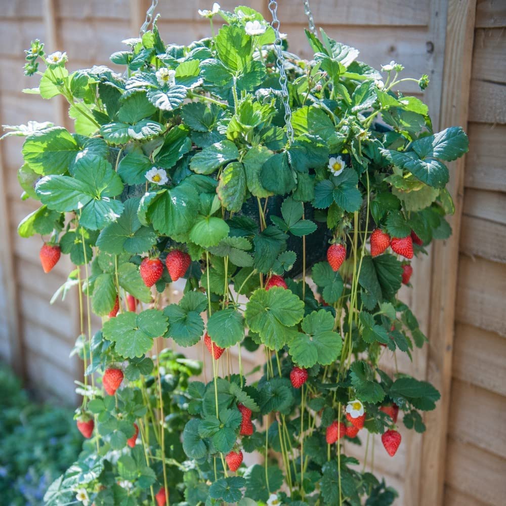 Climbing Strawberry ORGANIC 10+ Seeds Pack -Herb Yielding Seeds -PERFECT FOR INDIAN CLIMATE (B0BQ7P5RN1) Amazon Price History, Amazon Price Tracker
