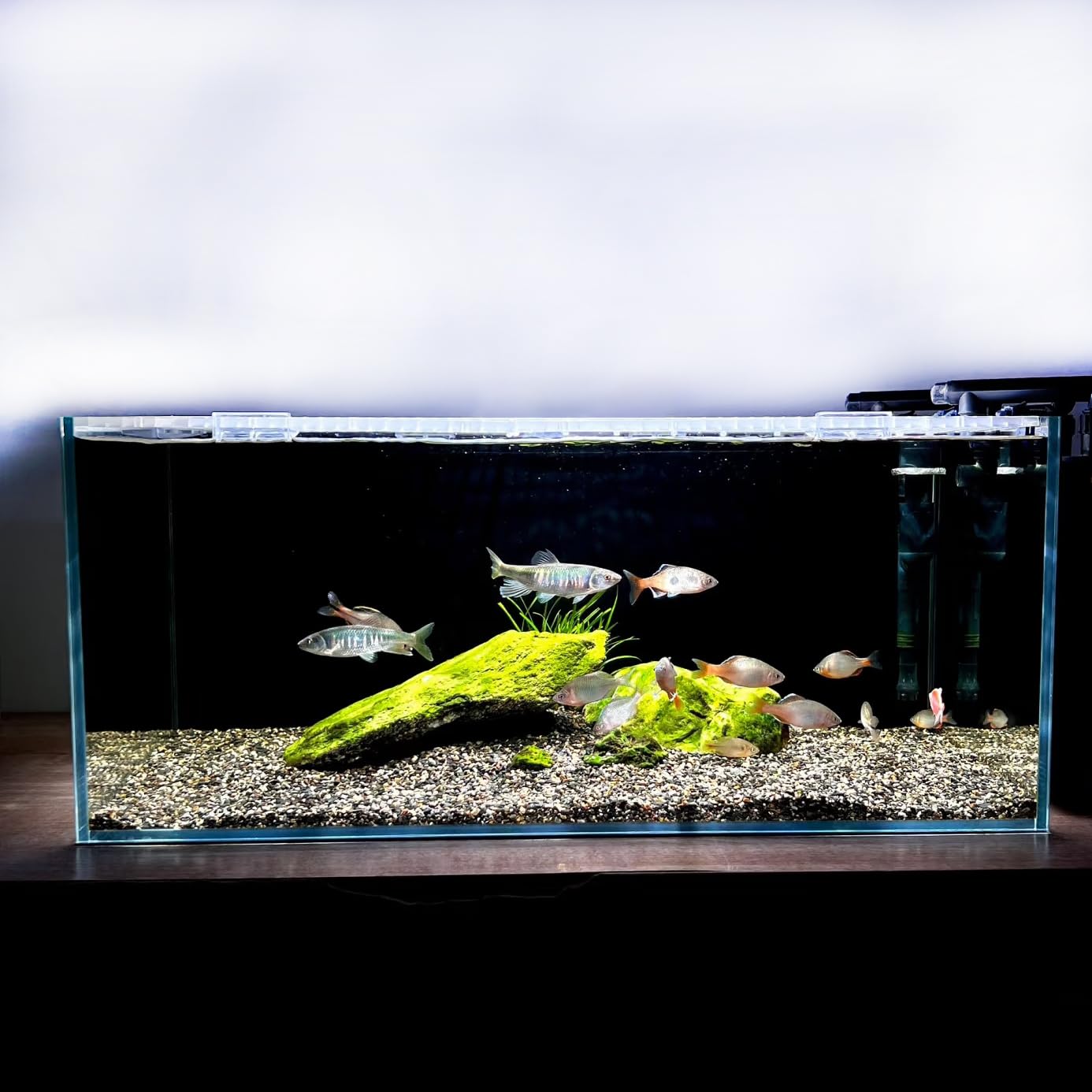 Acquario per pesci da 3,5 galloni, 30 x 30 x 15 cm, acquario in vetro a basso contenuto di ferro con tappetino antiscivolo, carta di sfondo e protezioni per gli angoli | Kit habitat Betta, tartaruga