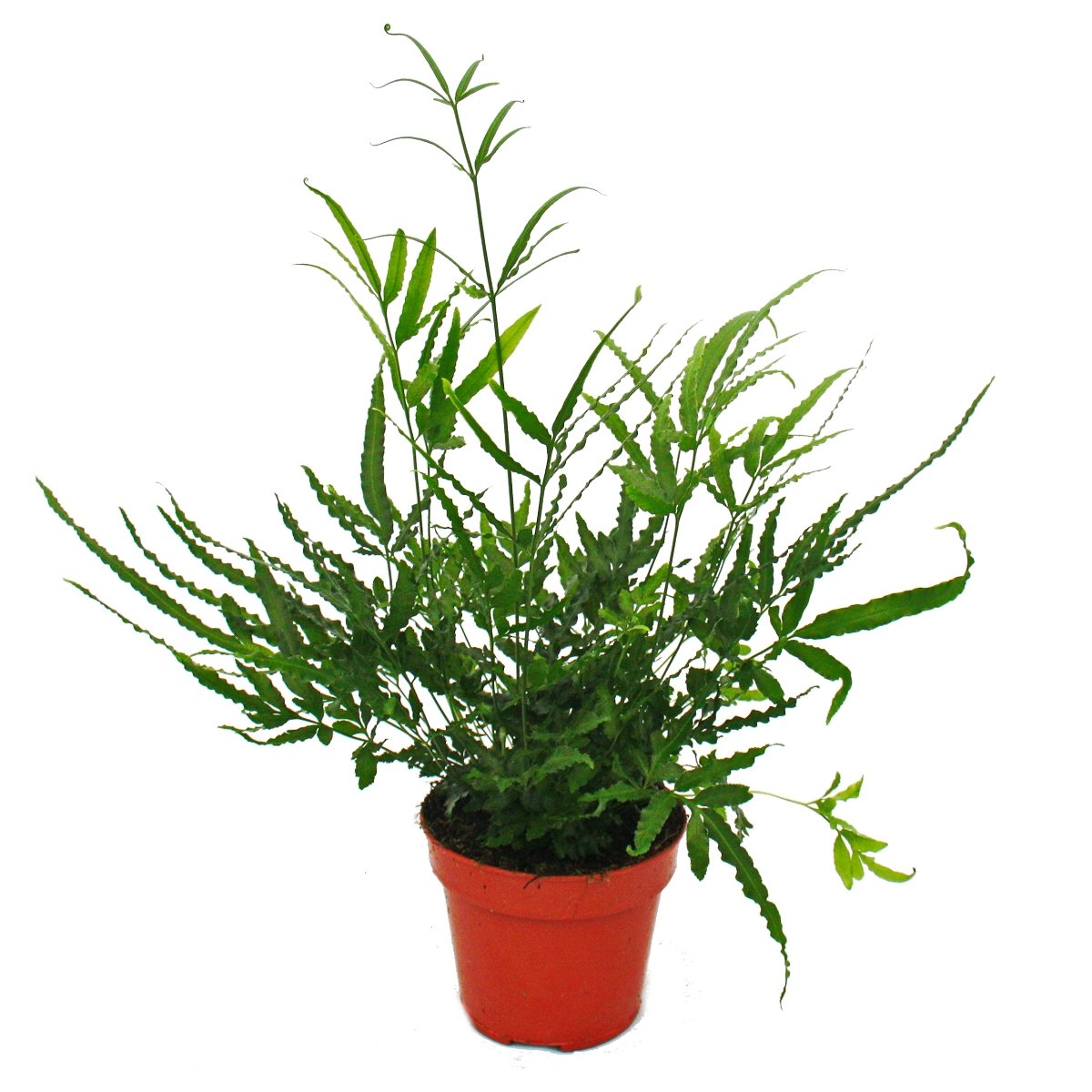Exotenherz - Farn - 3er Set - bestehend aus 3 besonderen Farn-Arten 12cm  Topf : Amazon.de: Garten