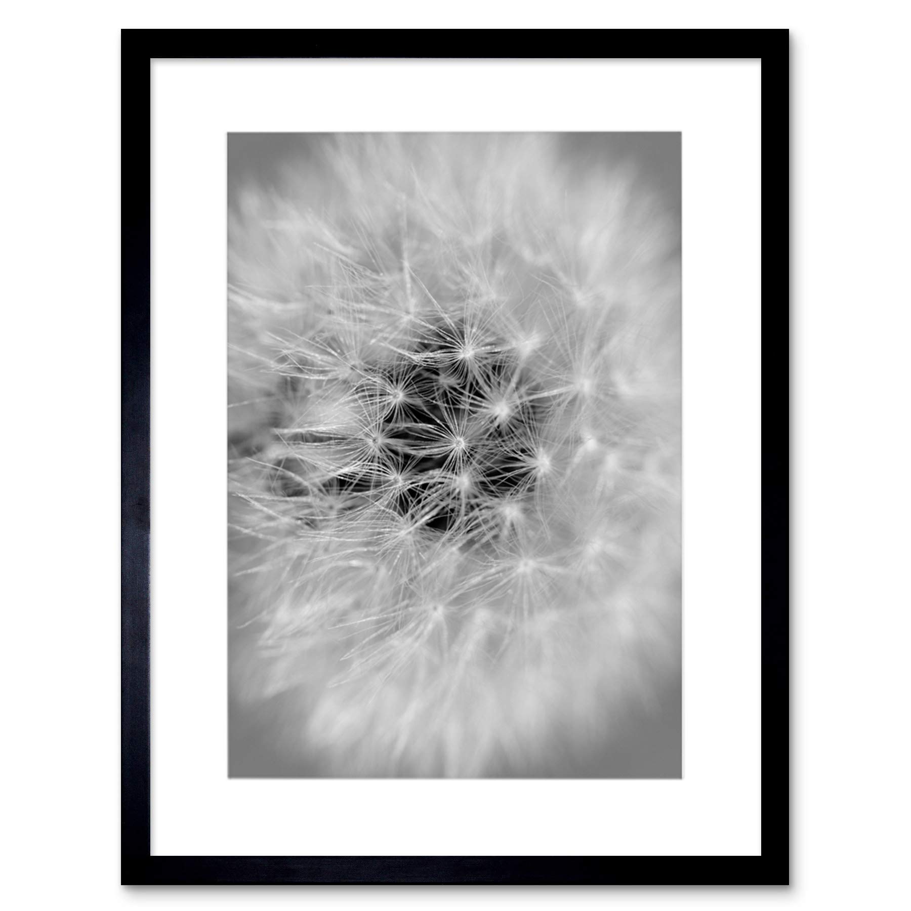 Wee Blue Coo Black White Dandelion Seed Art Framed Wall Art Print