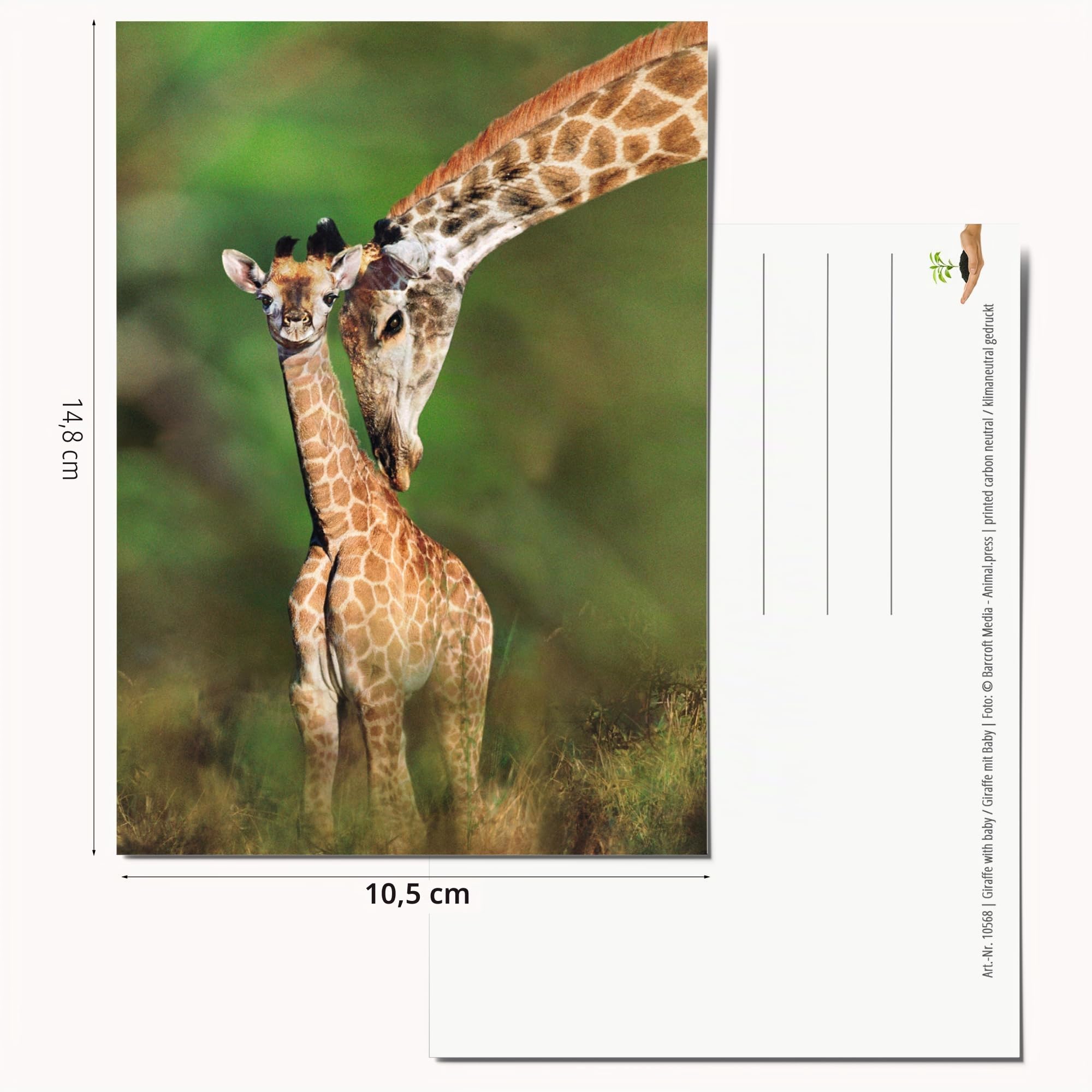 100 Timbres Divers Animaux Africains – Collection Authentique – Timbres Intacts, Raretés Possibles – Cadeau Collectionneur