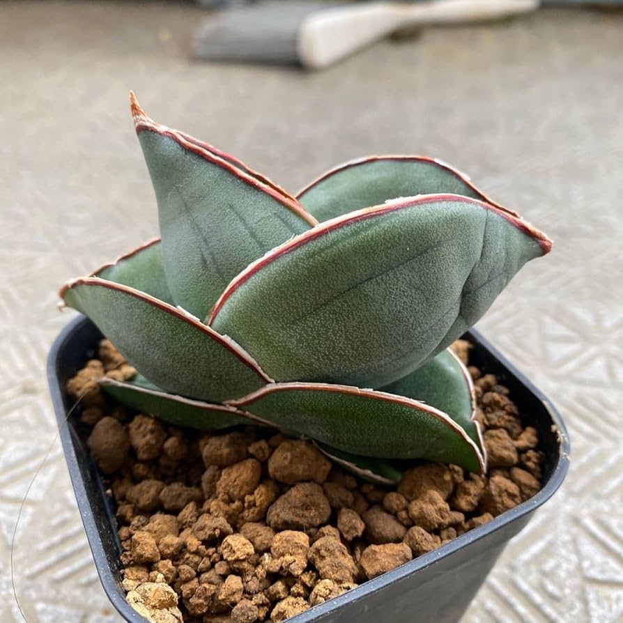 ま*か様 サンスベリア Sansevieria banana & rorida Amazon.co.jp: サンスベリア バナナ Sansevieria banana 多肉