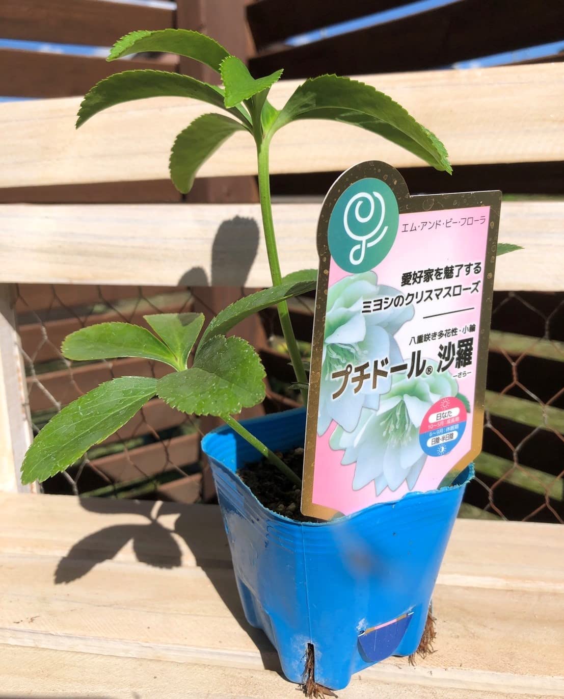 Amazon.co.jp: 花苗 ミヨシのクリスマスローズ プチドール 沙羅-さら