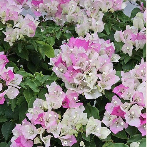 Miniatura 6 de Juego de 2 plantas vivas de buganvillas de 5 a 7 pulgadas de alto, plantas trepadoras de buganvillas vivas, árbol ornamental con flores para plantar