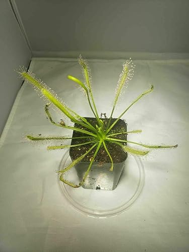 Miniatura 2 de Planta Carnívora Tropical Viva Drosera Capensis Alba Flor Blanca (x1) - Rizoma De Raíz Desnuda