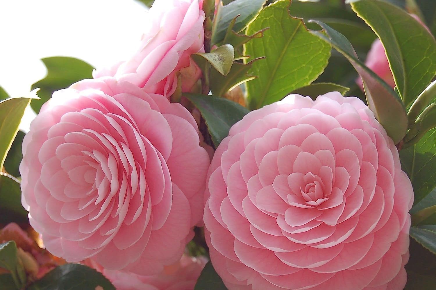 Camellia Pink Perfection flower Live Plant Rare Hybrid (Plant Height 1.5-2 Feet) Live Flower Plant for Home Garden Indoor Outdoor Shrubs Tree