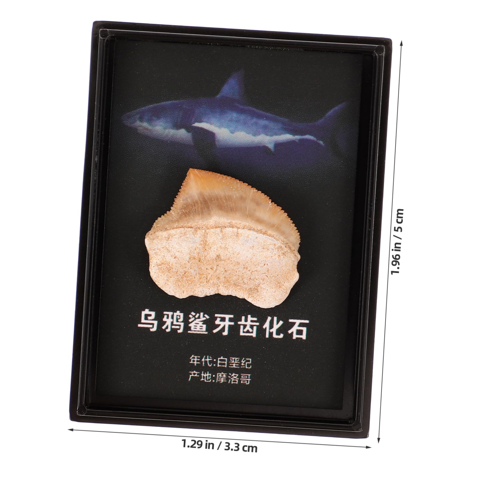 Ciieeo Fossilized Specimen Paleontology Model Teeth Decor for Teaching and Educational Purposes Authentic Geological Display for Science Enthusiasts