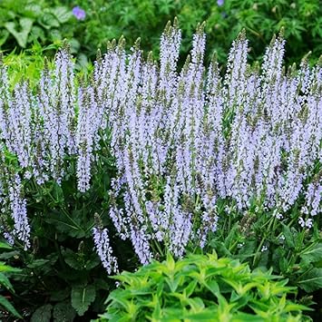 Amazon.com : Crystal Blue Salvia Flower Root - Ready to Plant Perennial ...