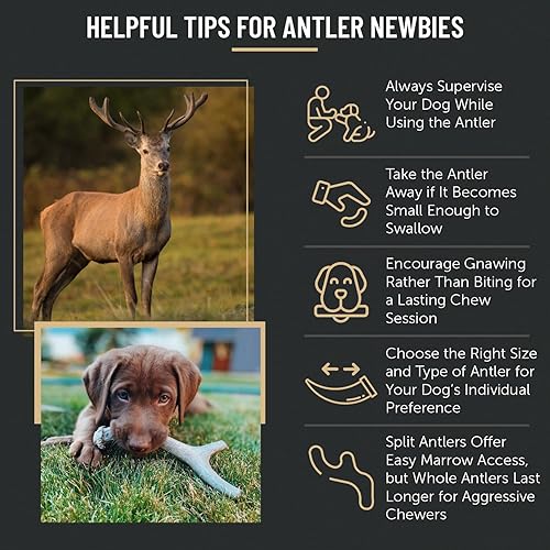 Miniatura 7 de The Antler Box Premium Deer Antler Dog Chews (1 lb Bulk Pack)  Mediano, grande y XL lleno de antídaces, larga duración, orgánico, juguetes de