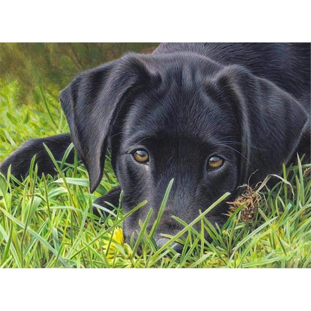 Sanzez Hrim123 5D Diamond Painting Kits For Adults Kids Black Labrador Dog In The Grass Rhinestone Diamond Embroidery Paintings 30X40cm