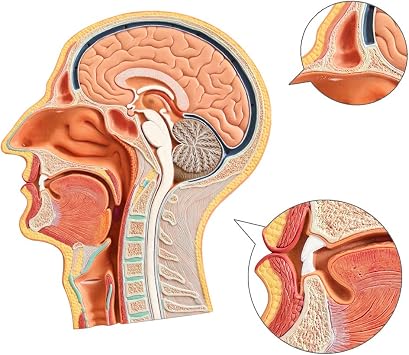 EVOTECH SCIENTIFIC Human Relief Median Section Head Model, Head and Brain Model, Medical Head Brain Neck Median Section Study Model, Natural Size, Oral and Nasal, Larynx & Pharynx Model