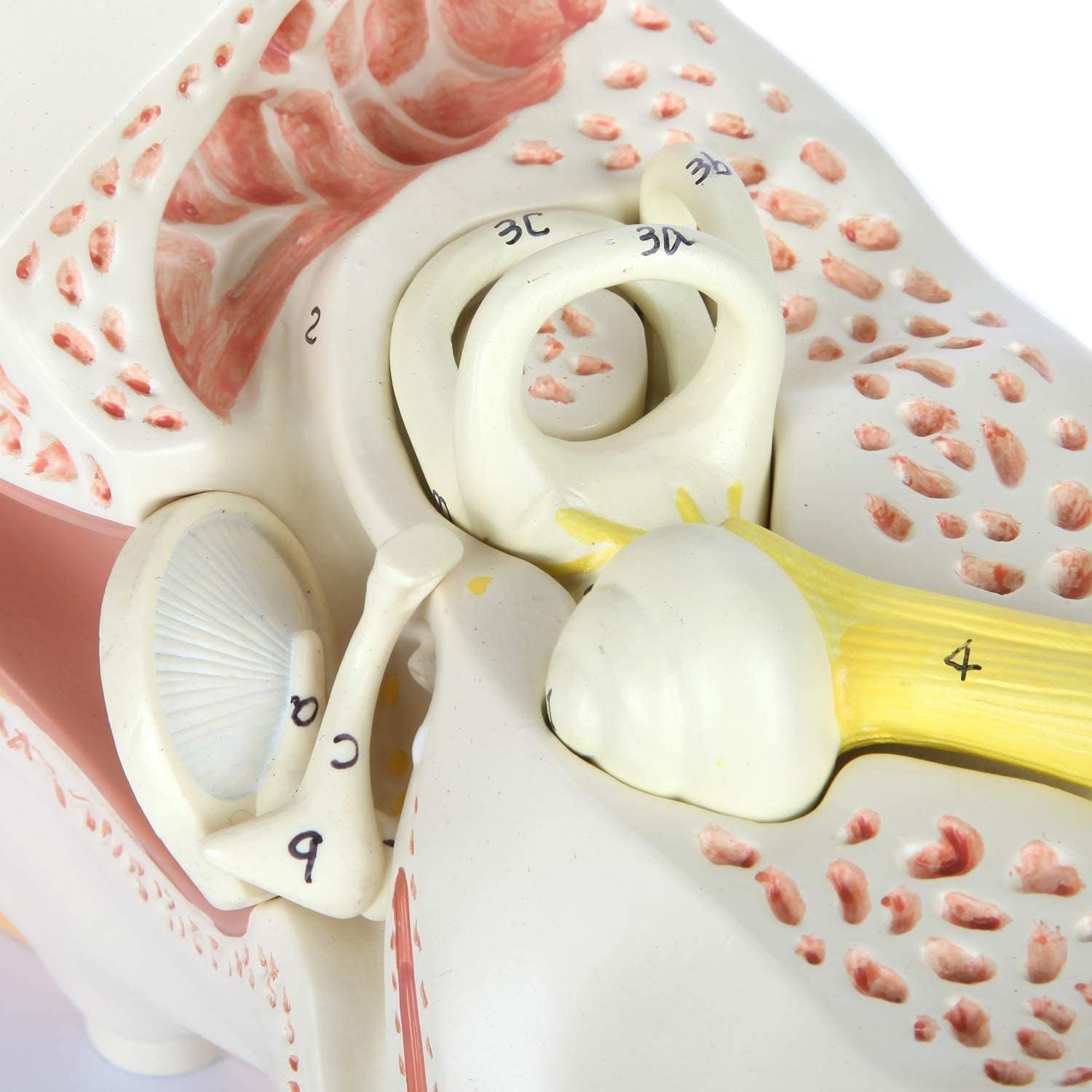 Model anatomii ludzkiego ucha, powiększone 4x, zewnętrzne struktury ucha środkowego, anatomiczne narzędzie edukacyjne z przezroczystymi cyfrowymi etykietami do demonstracji medycznej