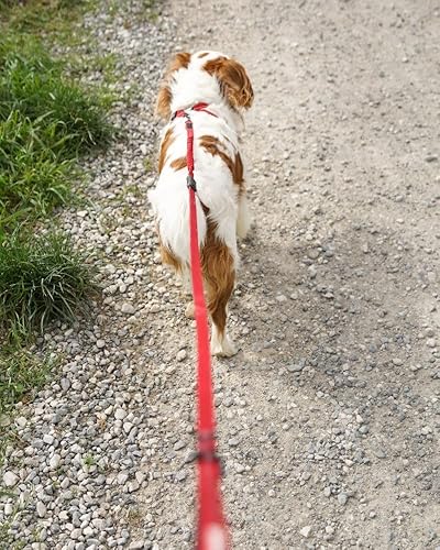 Miniatura 5 de EzyDog Zero Shock LITE - Correa elástica para perros que tiran o excitan, doble asa y reflectante para perros medianos o pequeños (72 pulgadas,