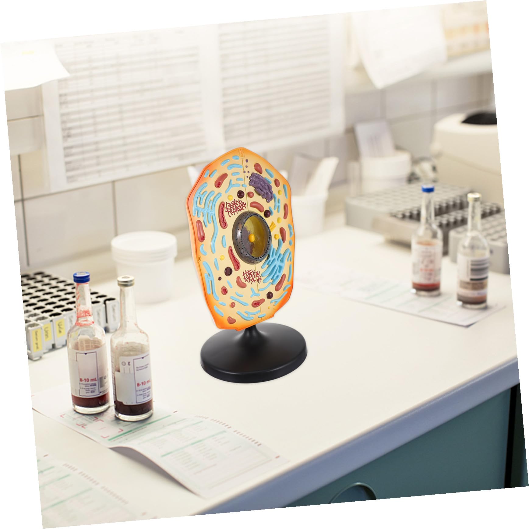 Lehrmodell für Tierzellen Qh3216-1 aus Abs für Schule | Anatomisches Tierzellmodell, Biologieunterricht und Forschung, Pädagogisches Modell zur Darstellung von Zellen