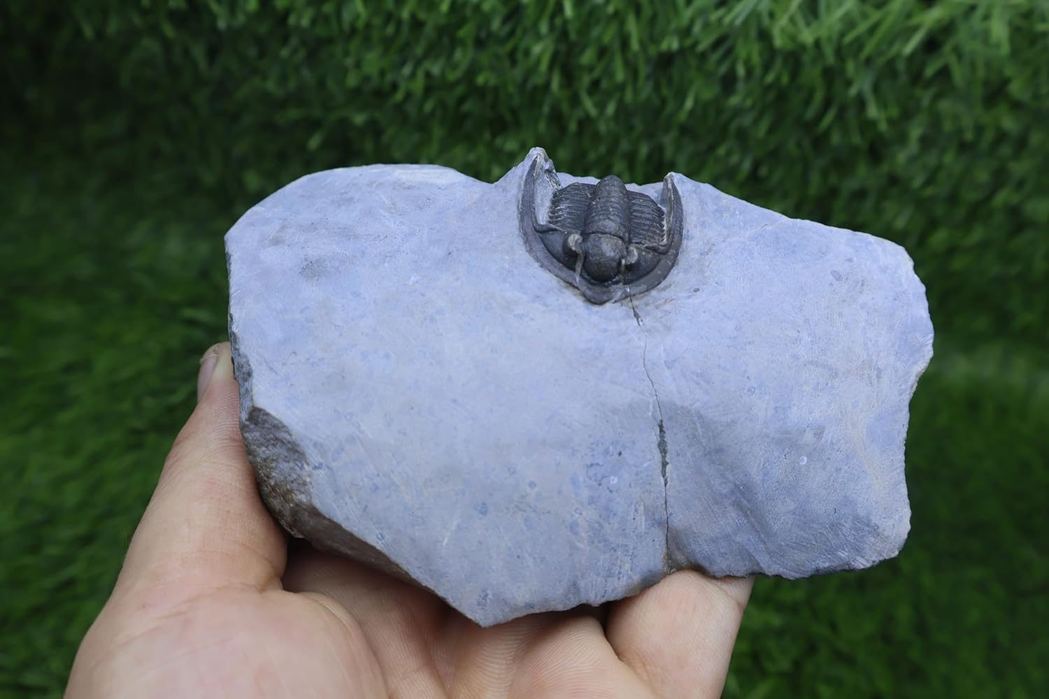 Trilobite Diademaproetus praecursor Trilobite Fossil Devonian Fossil from Morocco Trilobite Fossil Devonian Fossil Trilobites Rock A331