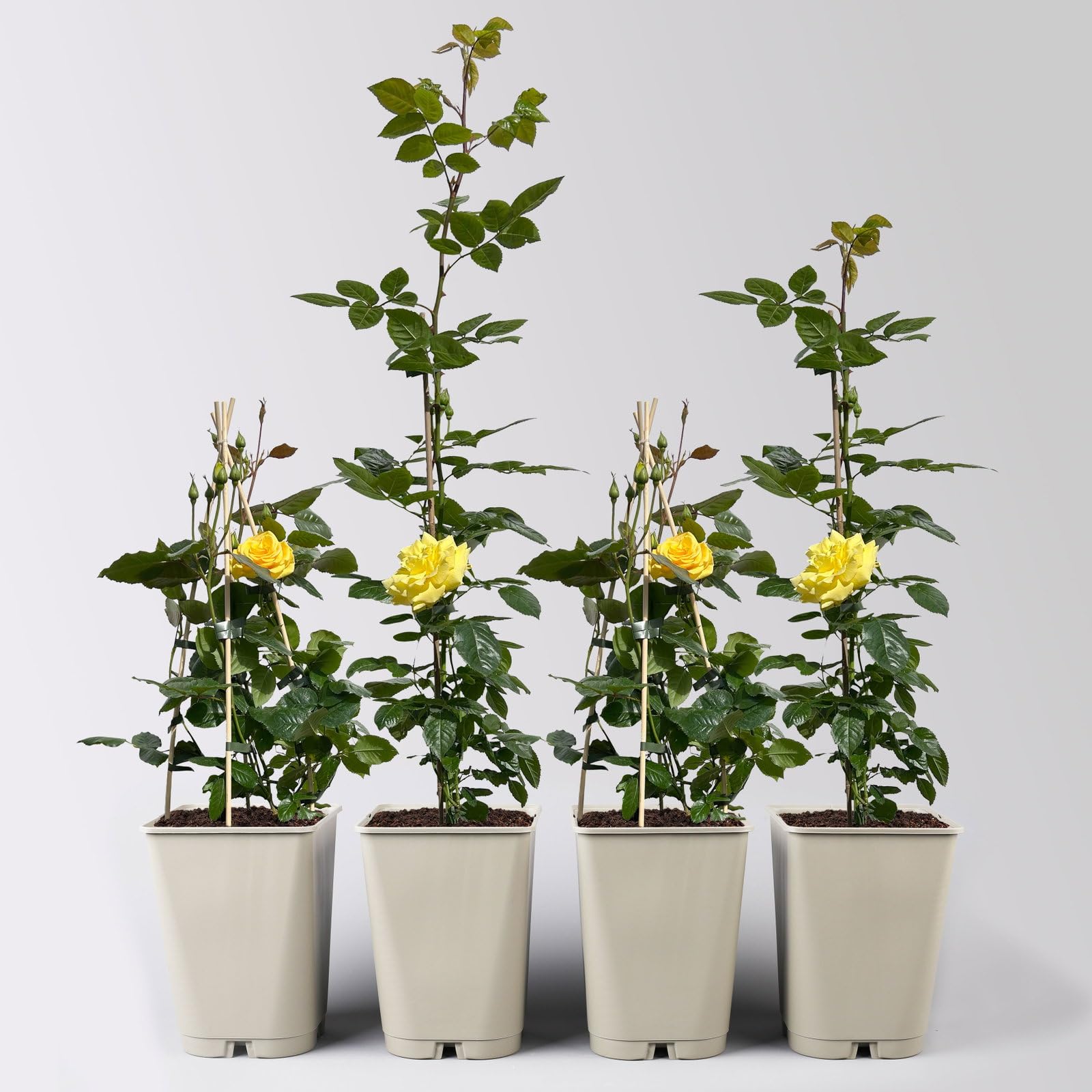 Beetrose „Westart®“ 4er-Set- leuchtend gelb blühende ADR-Topfrose im 6 L Topf - frisch aus der Gärtnerei - Pflanzen-Kölle Gartenrose
