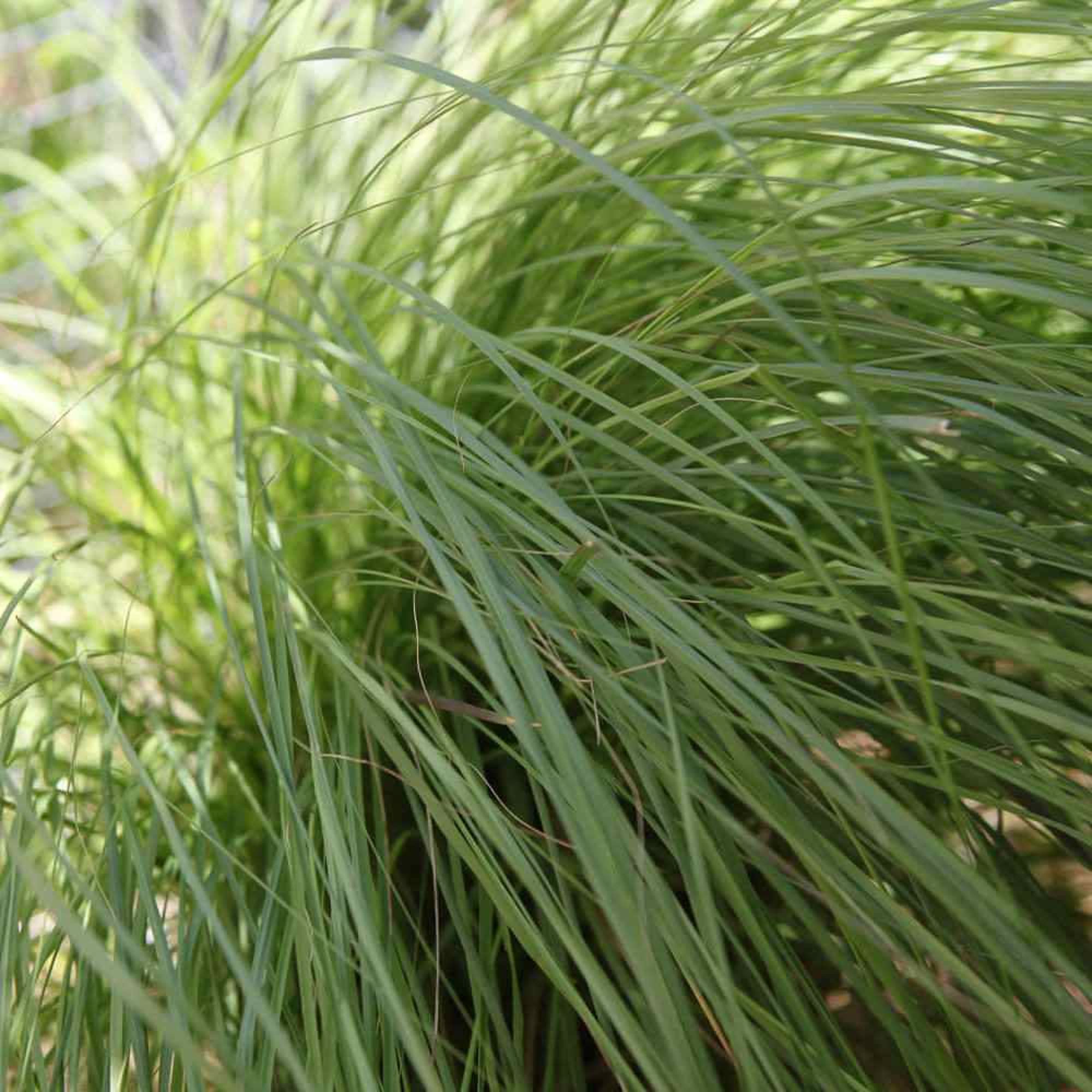 CHUXAY GARDEN 200 Seeds Eragrostis Curvula Seed,Weeping Lovegrass,Boer lovegrass,Curved Lovegrass,Catalina Lovegrass,African Lovegrass Perennial Grass Landscaping Rocks Extremely Decorative