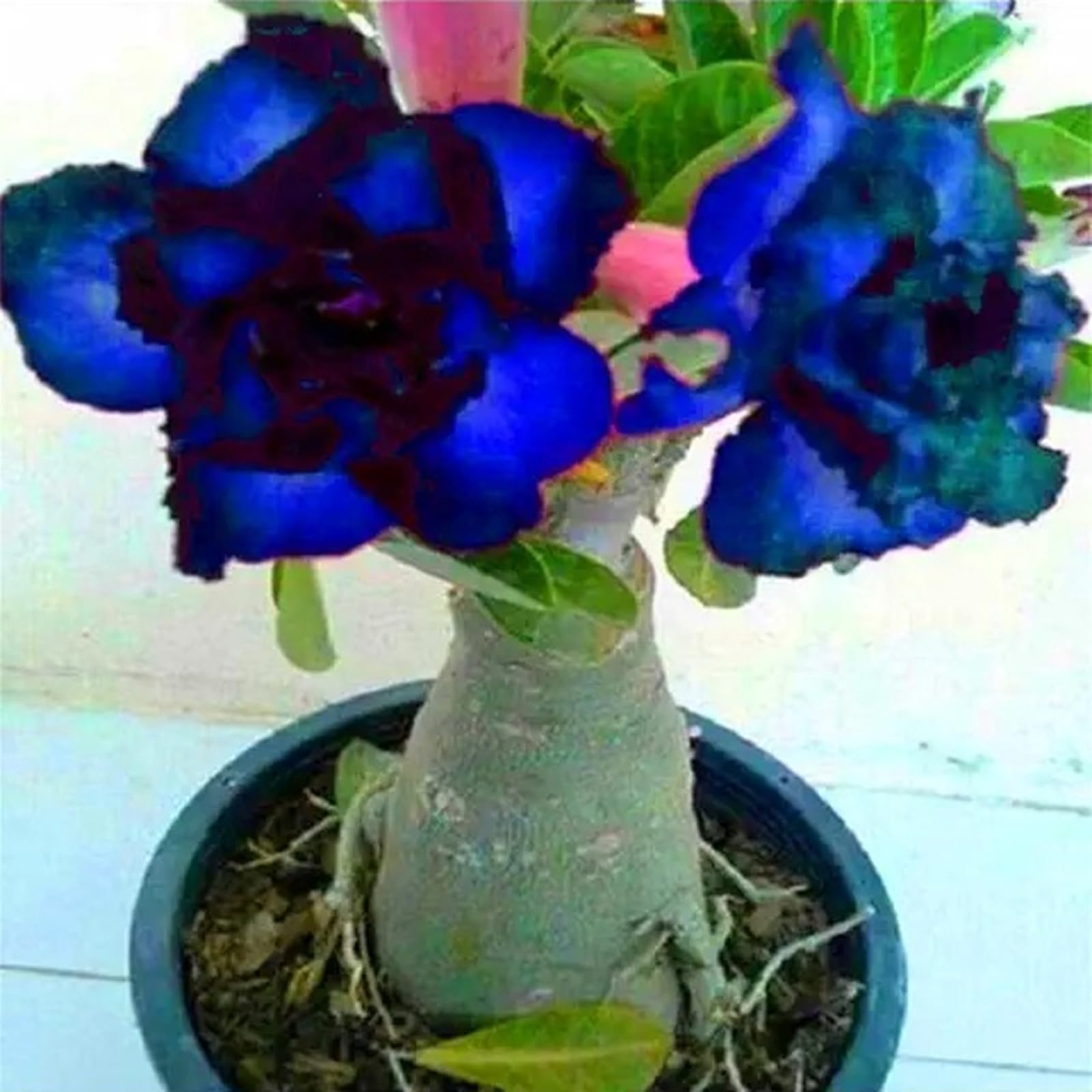 Decorazione per Casa e Giardino/Rosa del deserto in Vasca/Colore Vivido/per Ogni Spazio/Resistente e Facile da Curare-4 Bulbi-I