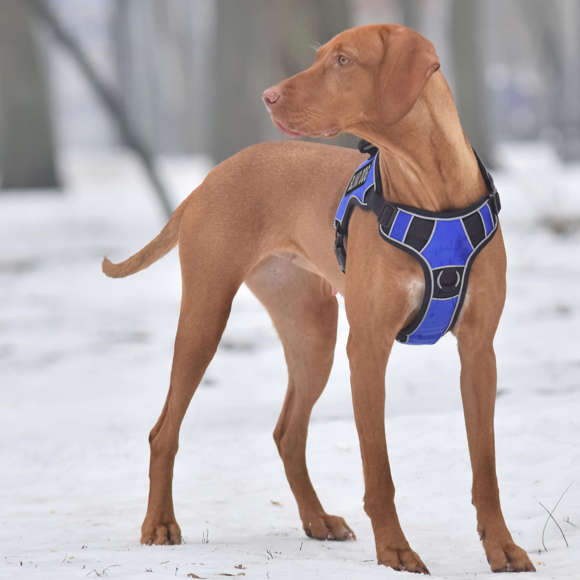 Dogline Quest - Pettorina per cani anti-tiro, con cerotti riflettenti e rimovibili, riflettenti, morbida, confortevole, con doppia fibbia, con ferramenta nera e manico da 32 a 101,6 cm, blu