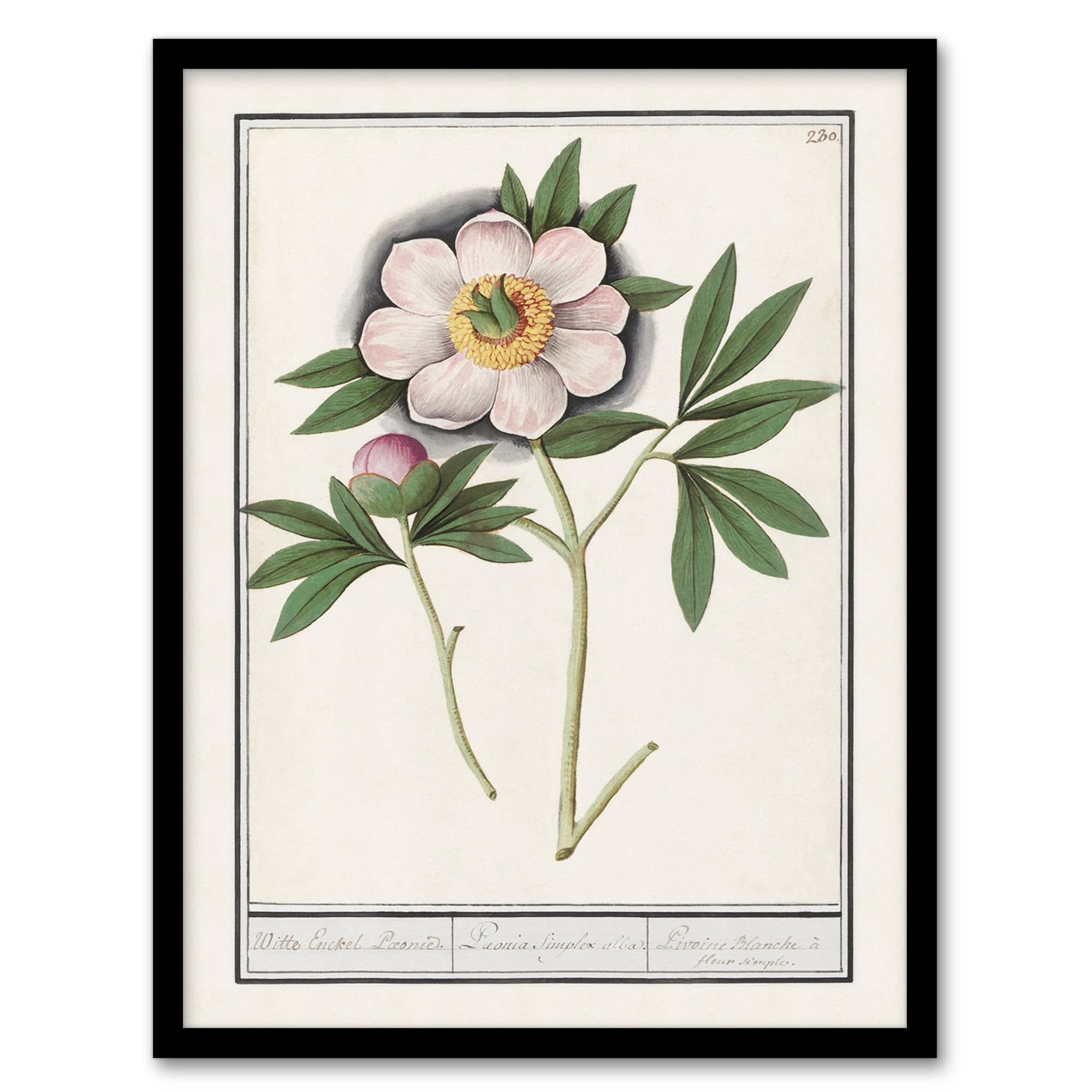 Blooming Peony Flower Anselmus de Boodt Wall Art Poster Print