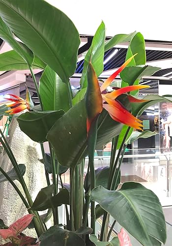 Miniatura 10 de GLSATEMAN Bird of Paradise Flores artificiales Strelitzia de goma de 32 pulgadas de tallo largo, 3 unidades, adecuadas para decoración del hogar,