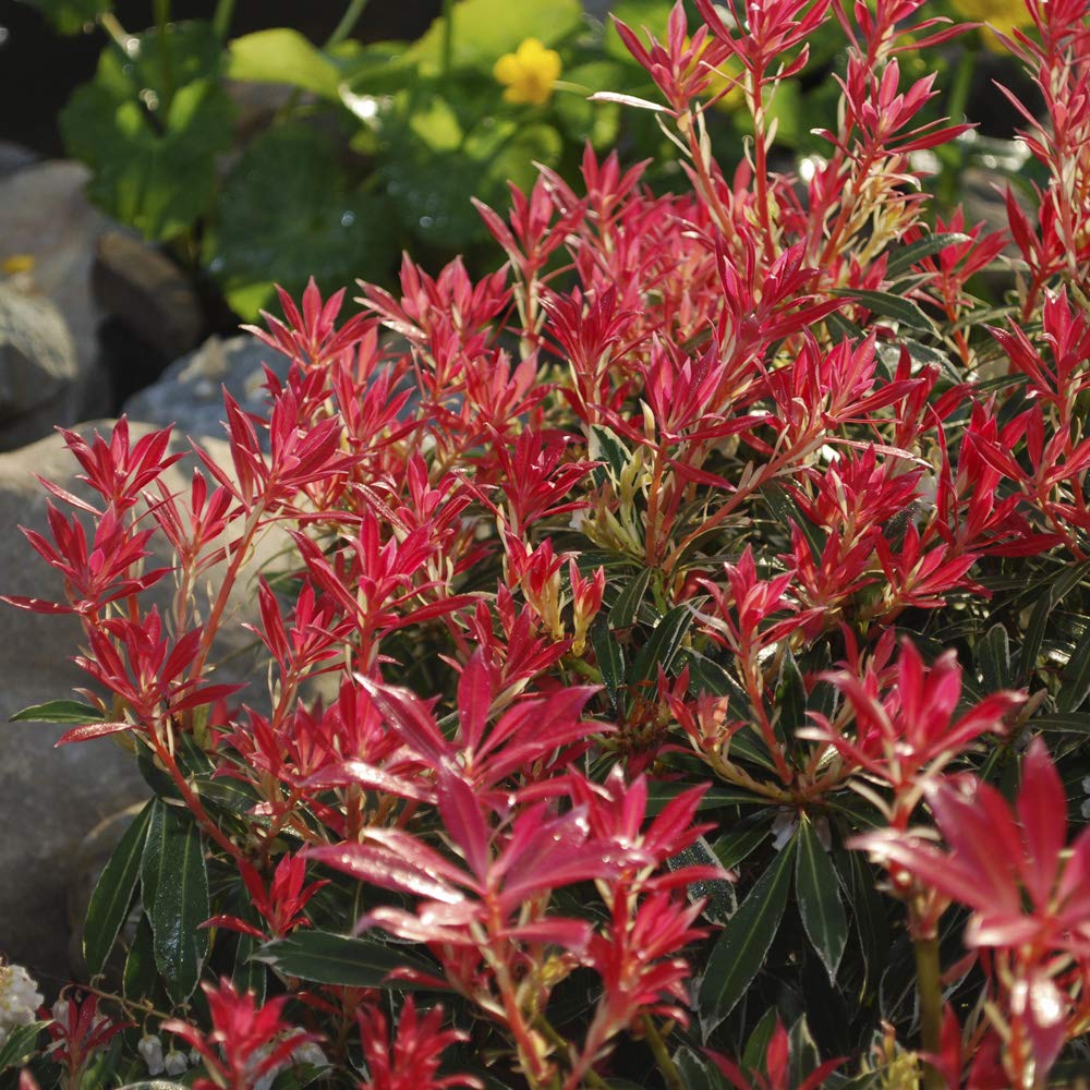 YouGarden Pieris 'Flaming Silver', Established Plant in 8cm Pot, Ready to Plant, Evergreen Shrub