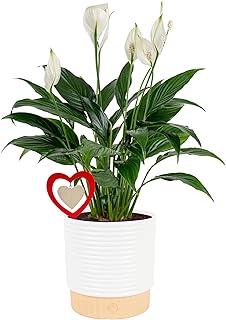Costa Farms Peace Lily Live Plant in Decorative Pot, Air Purifying Flowe...