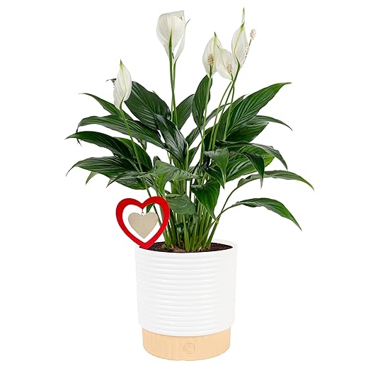 Peace Lily — Blooming Low-Light Houseplant