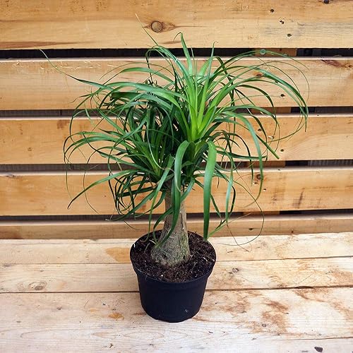 Miniatura 4 de Palmera de cola de caballo, planta viva en una maceta de cultivo de 6 pulgadas, Beaucarnea Recurvata, hermosa planta de interior suculenta de aire