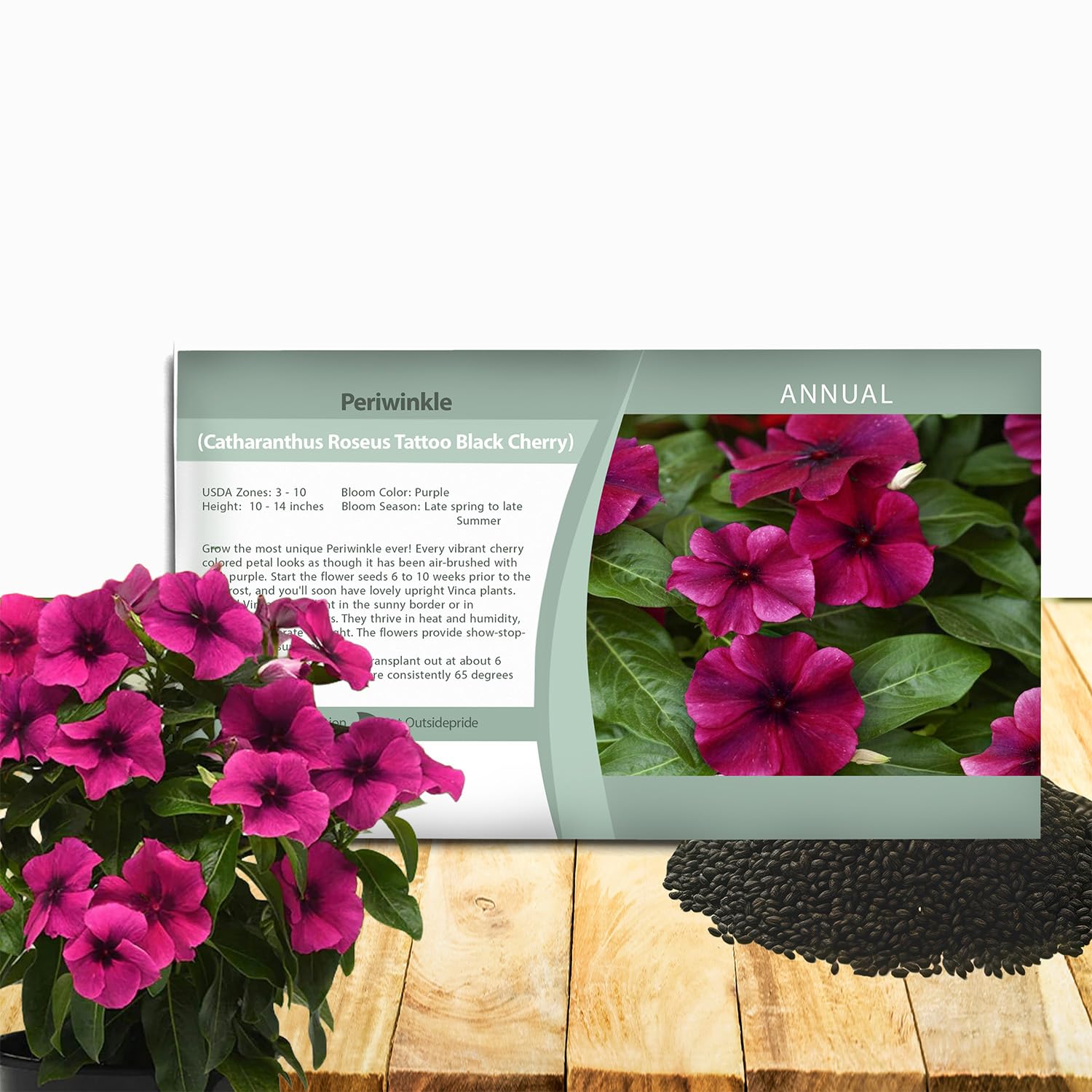 Outsidepride Black Cherry Periwinkle Seeds for Planting – 50 Pcs Annual, Fast-Blooming, Heat & Drought Tolerant Vinca Flower Seeds with Vibrant Colors Ideal for Gardens, Beds, Borders & Containers