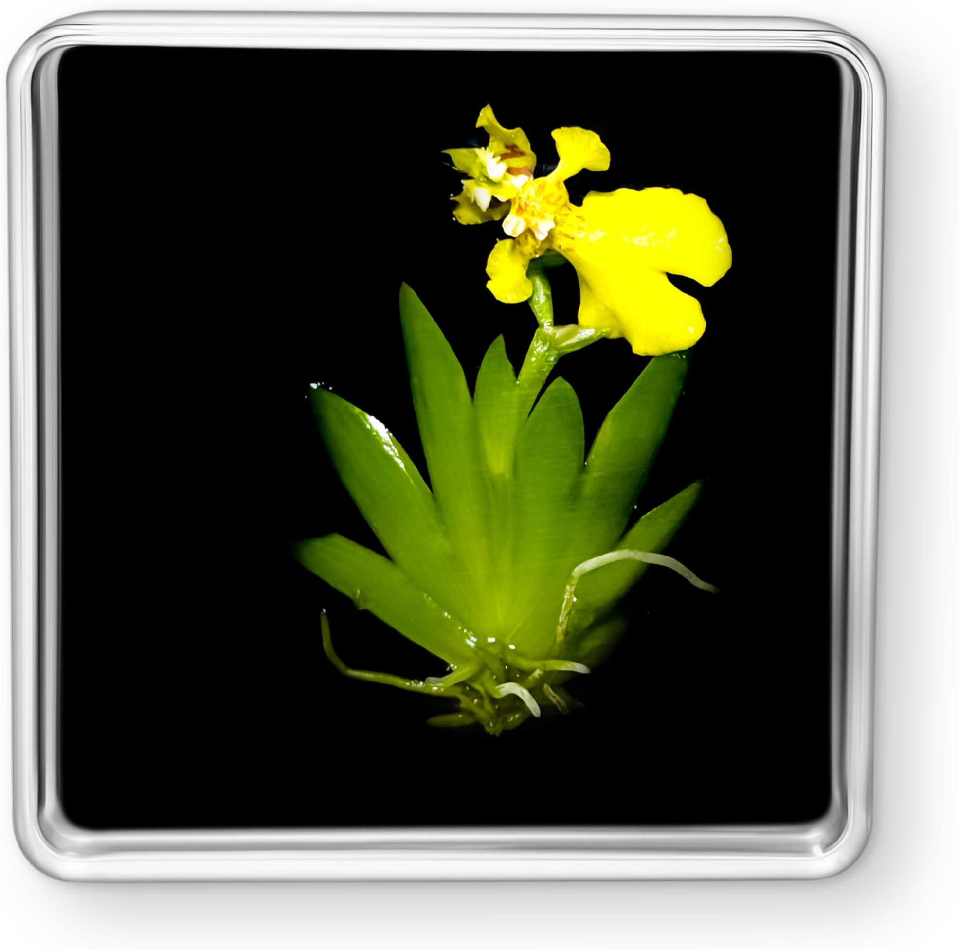 Bloomify Live Dancing Orchid Picture, Maintenance Free Orchid, Psygmorchis Pusilla, Live Green Wall Décor, Blooming, No Green Thumb Necessary, Great for Work, Home, Wall Décor, Unique Gift.