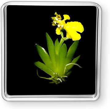 Bloomify Live Dancing Orchid Picture, Maintenance Free Orchid, Psygmorchis Pusilla, Live Green Wall Decor, Blooming, No Green Thumb Necessary, Great for Work, Home, Wall Decor, Unique Gift.