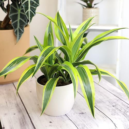 Vista 6 de Dragon Tree - Maceta fácil de 6 pulgadas, plantas reales para decoración de sala de estar, planta de oficina, plantas de casa con poca luz, plantas