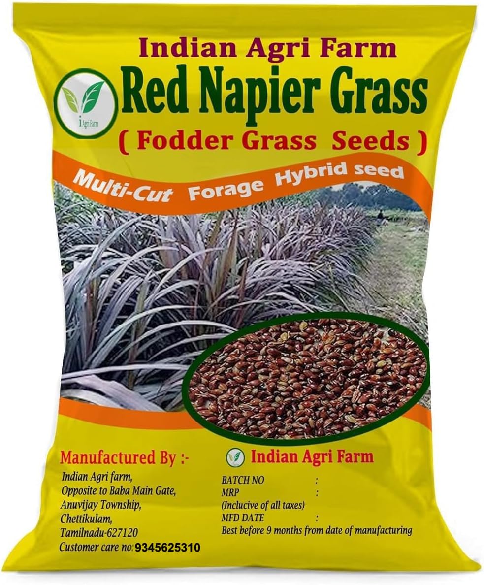 MP Chari Seeds - 1 Kg/High Yield Multicut Fodder Grass Seeds (Red Napier) for Livestock