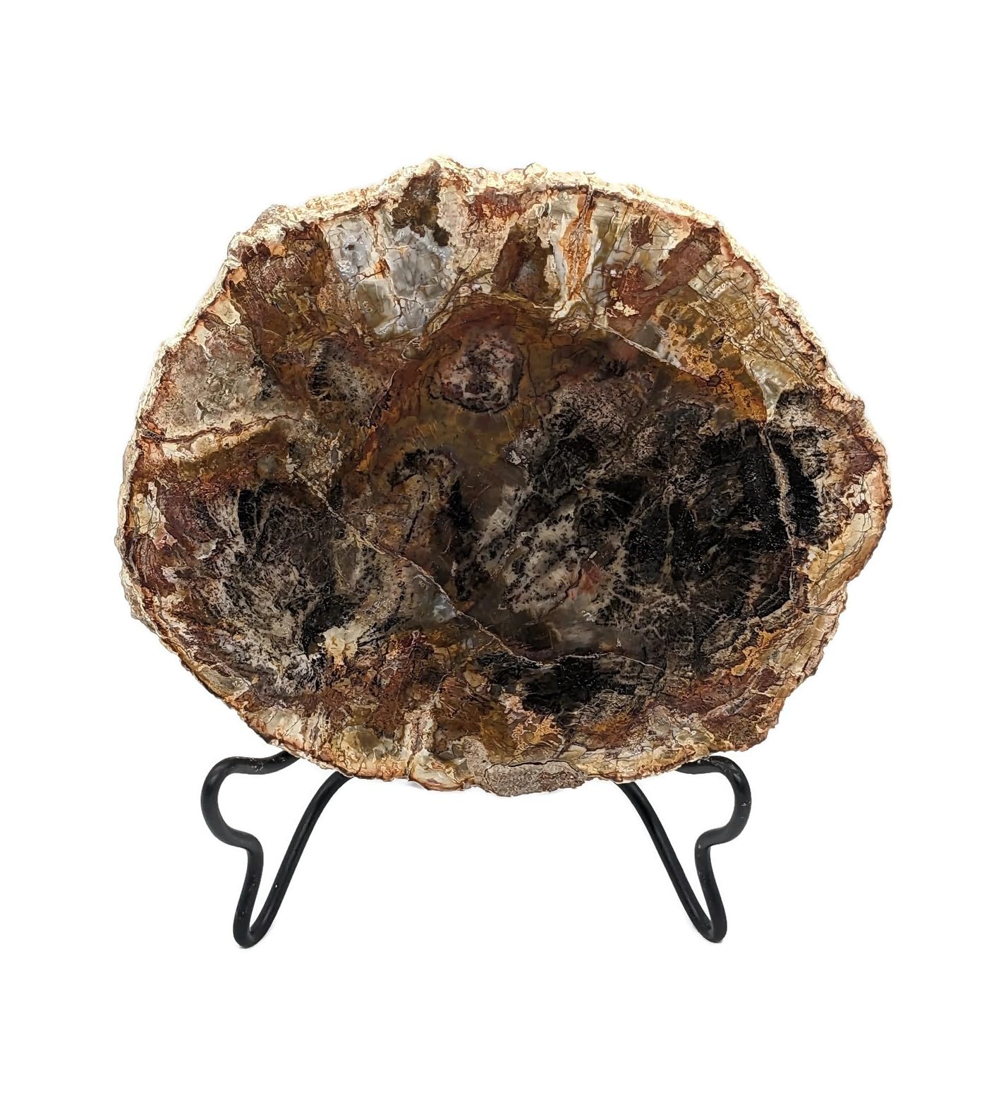 Petrified Wood Slab with Stand - 4.5 to 5 inch - Natural Petrified Wood Polished on Both Sides