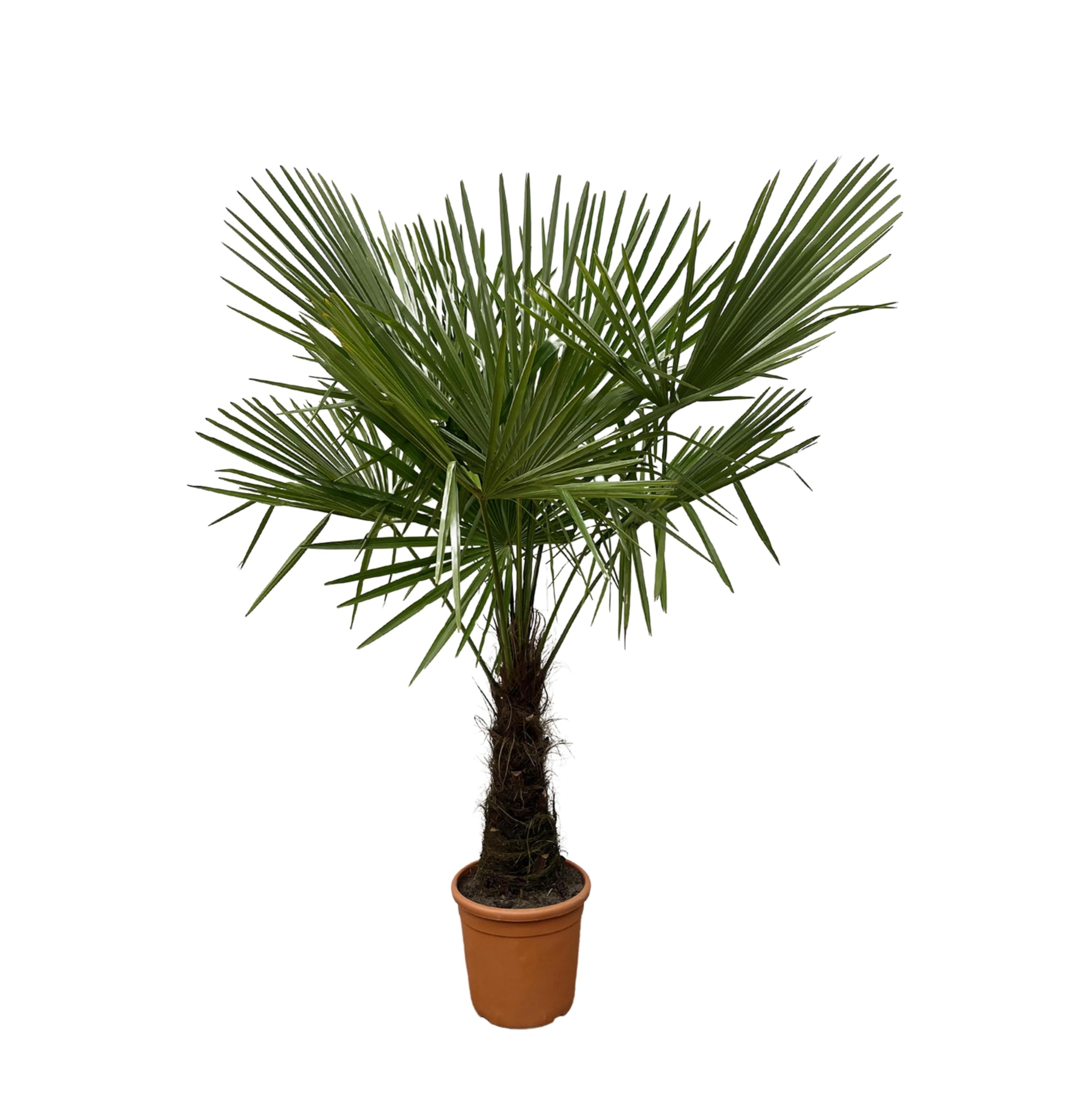 Trachycarpus 160 cm le palmier idéal pour cacher un vis-à-vis élevé Ø30