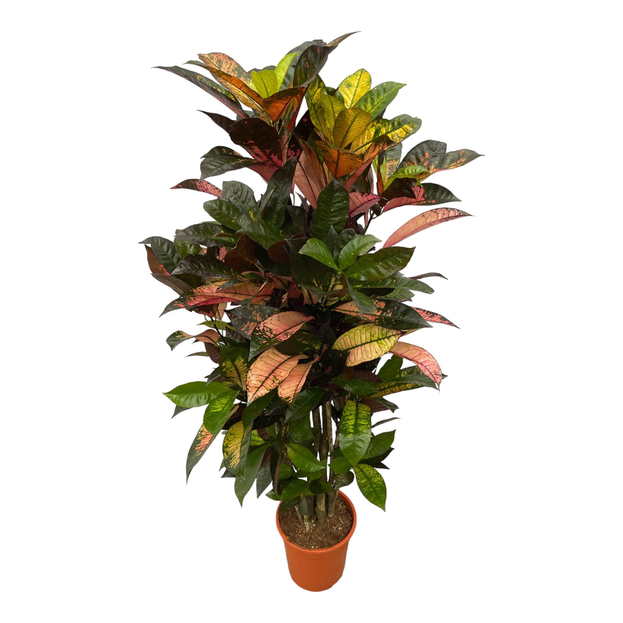 Trendyplants - Codiaeum Iceton rozgałęziony - Kroton - Roślina pokojowa - Wysokość 110-130 cm - Wielkość doniczki Ø 21 cm