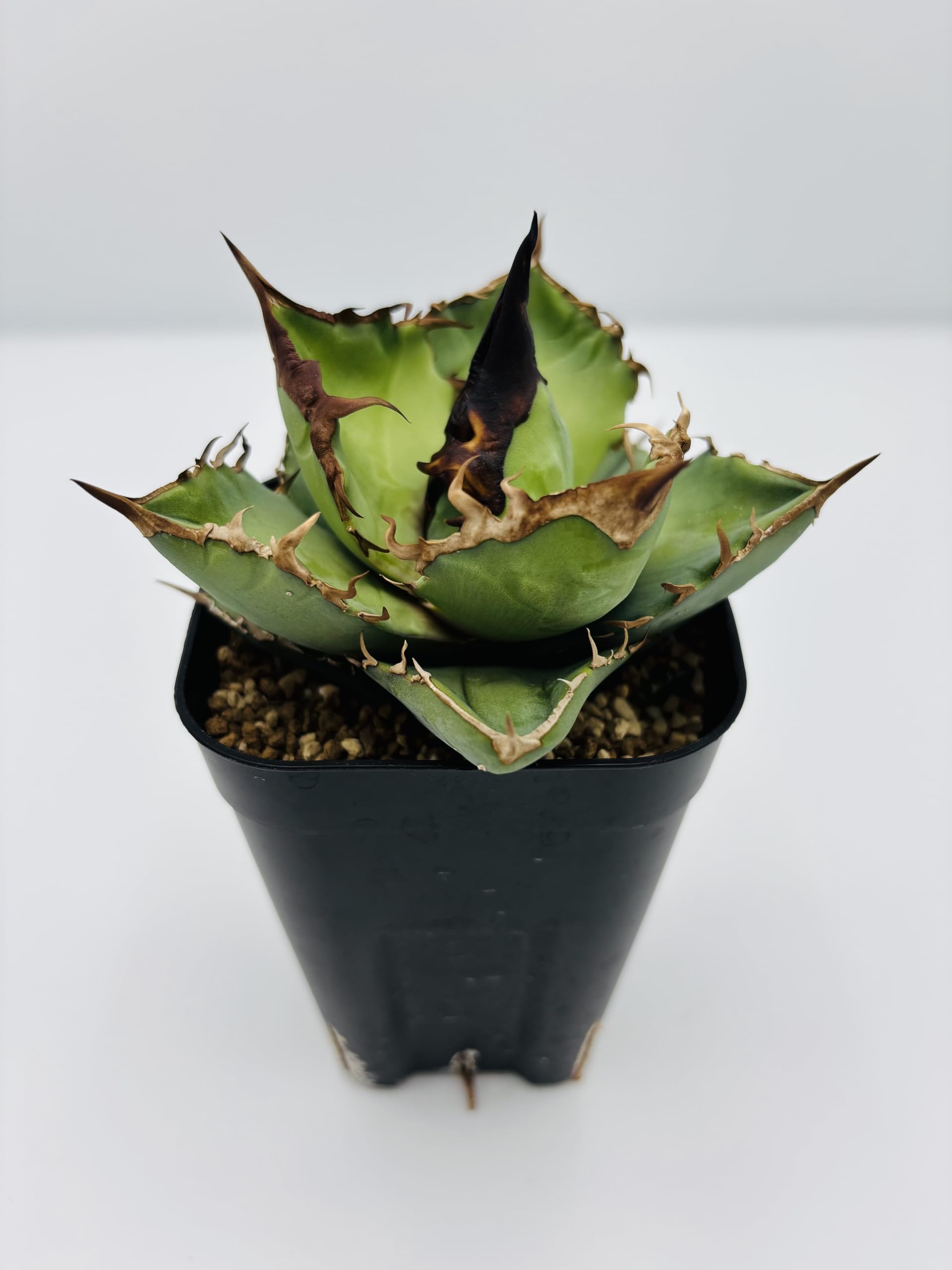 Amazon｜アガベ チタノタ白犀牛(シロサイギュウ)/Agave titanota